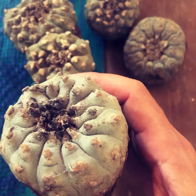 Cérémonie Peyote Hikuri