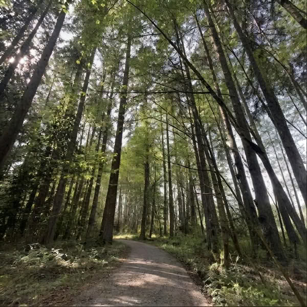 La Voix de la Cloche : Une promenade avec les anciens moines celtiques