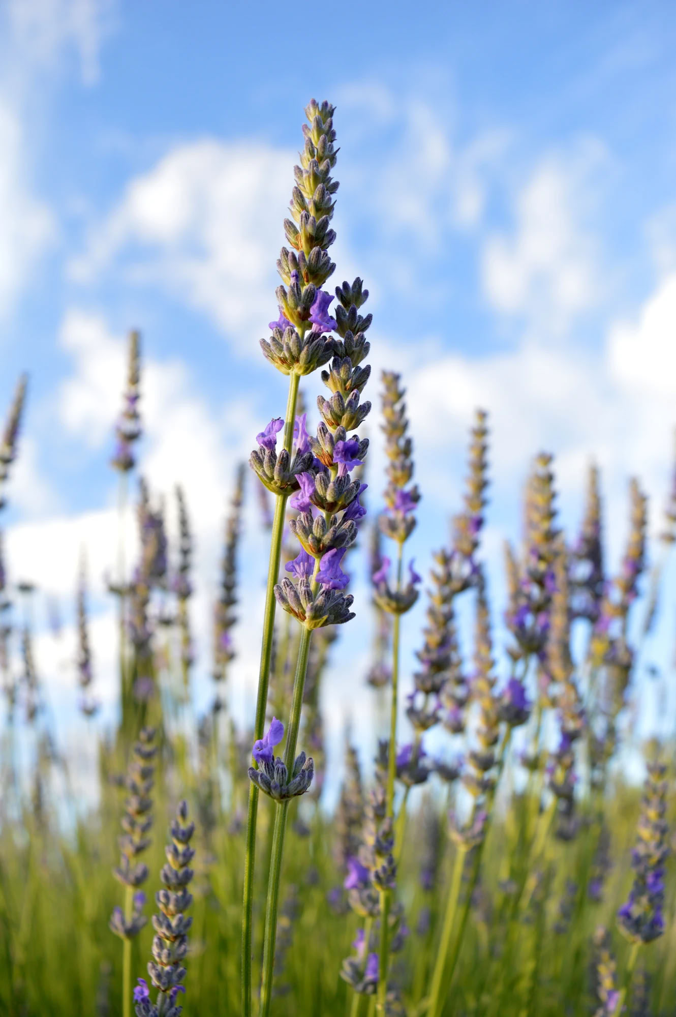 Retraite de yoga et de fitness en Toscane