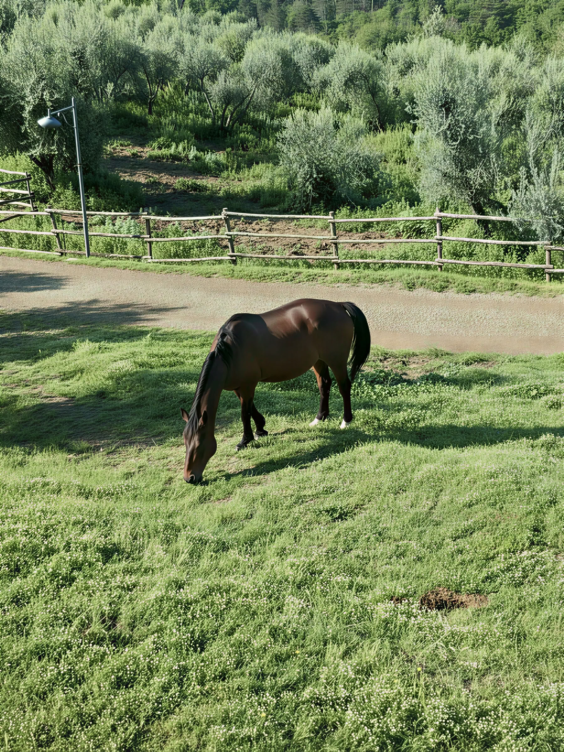 Yoga, randonnée et équitation