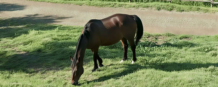 Yoga, randonnée et équitation