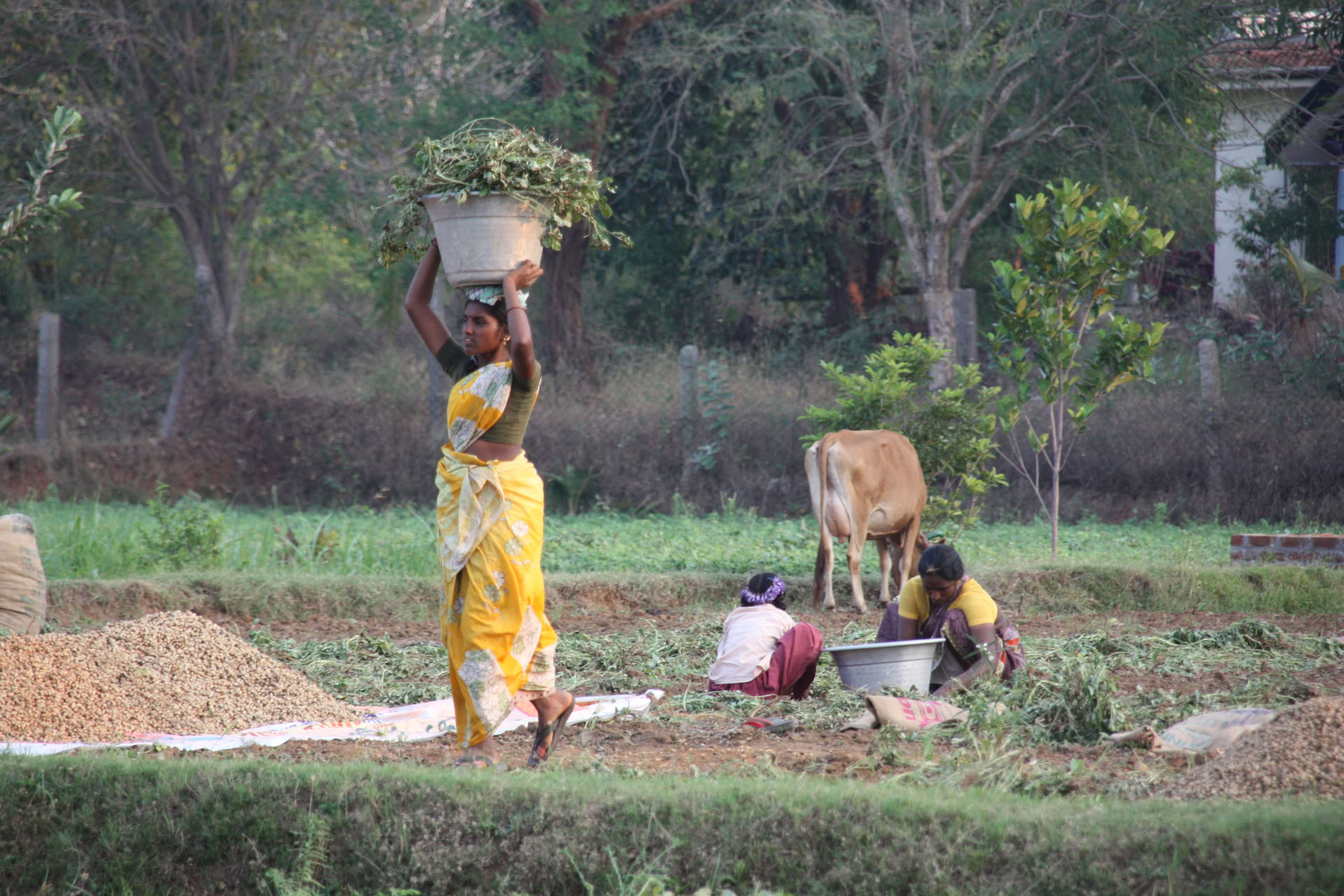 Retraite silencieuse de méditation et détox de 21 jours à l’ashram en Inde