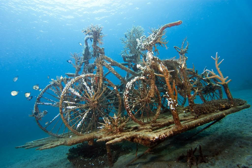 Plongée d'initiation à Lovina Reef 1 plongée