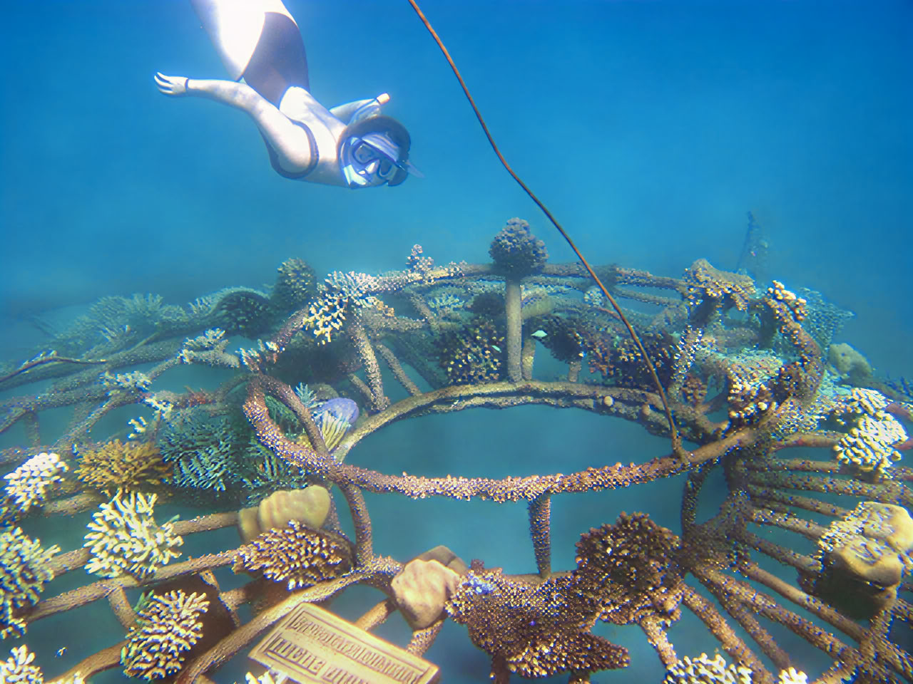Tour de Pemuteran avec snorkeling