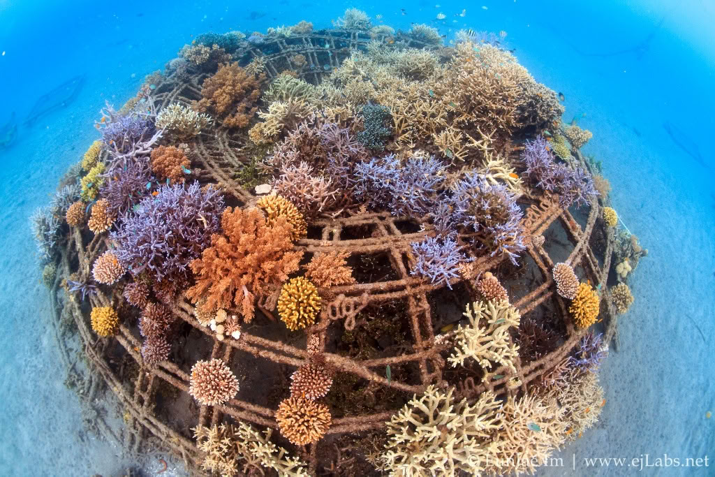 Tour de Pemuteran avec snorkeling