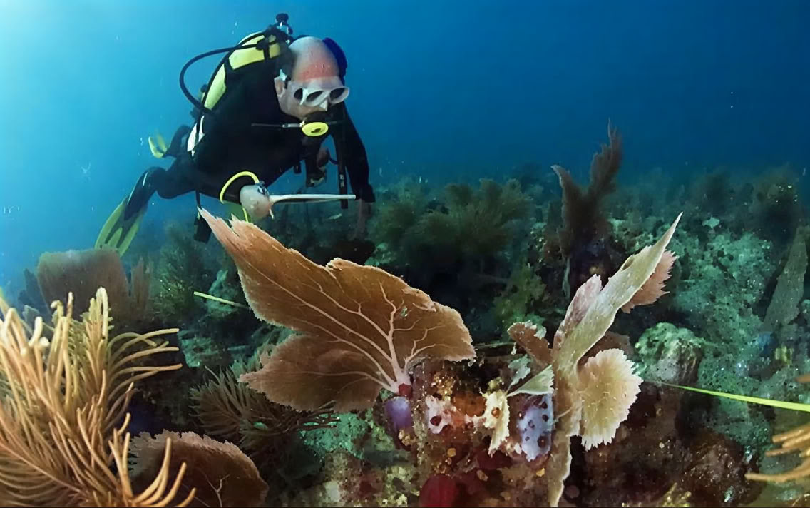 Menjangan Island - Tour de plongée loisir