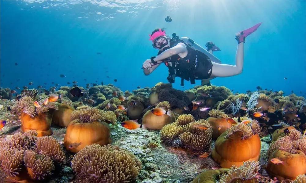 Menjangan Island - Tour de plongée loisir