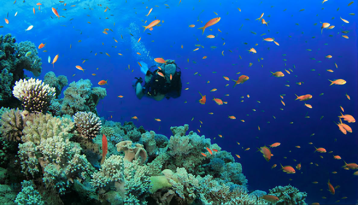 Menjangan Island - Tour de plongée loisir