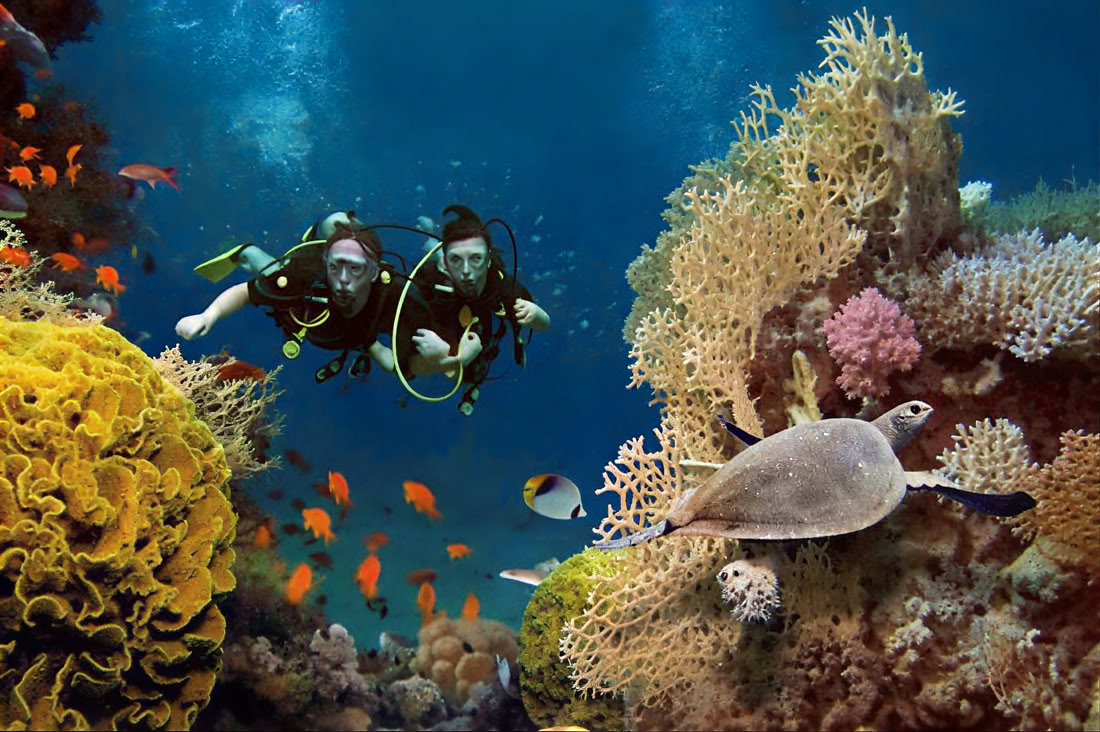 Menjangan Island - Tour de plongée loisir