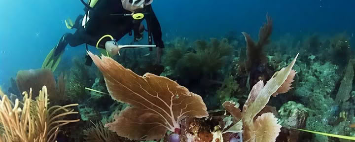 Menjangan Island - Tour de plongée loisir