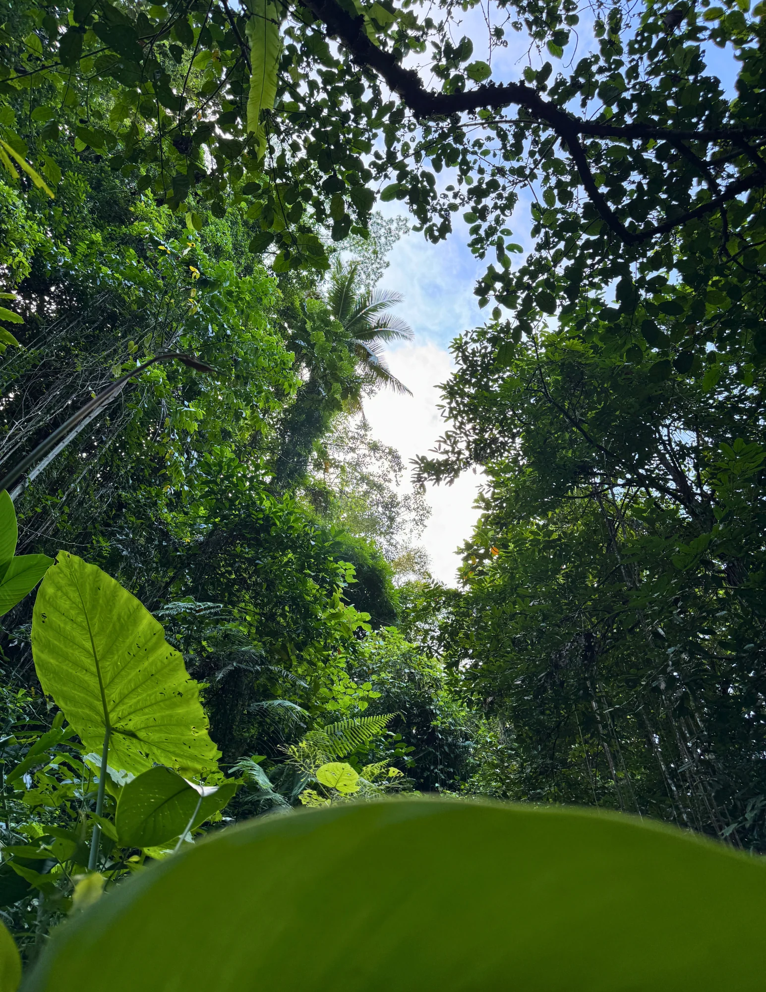 De Jungle Trails à la paix intérieure