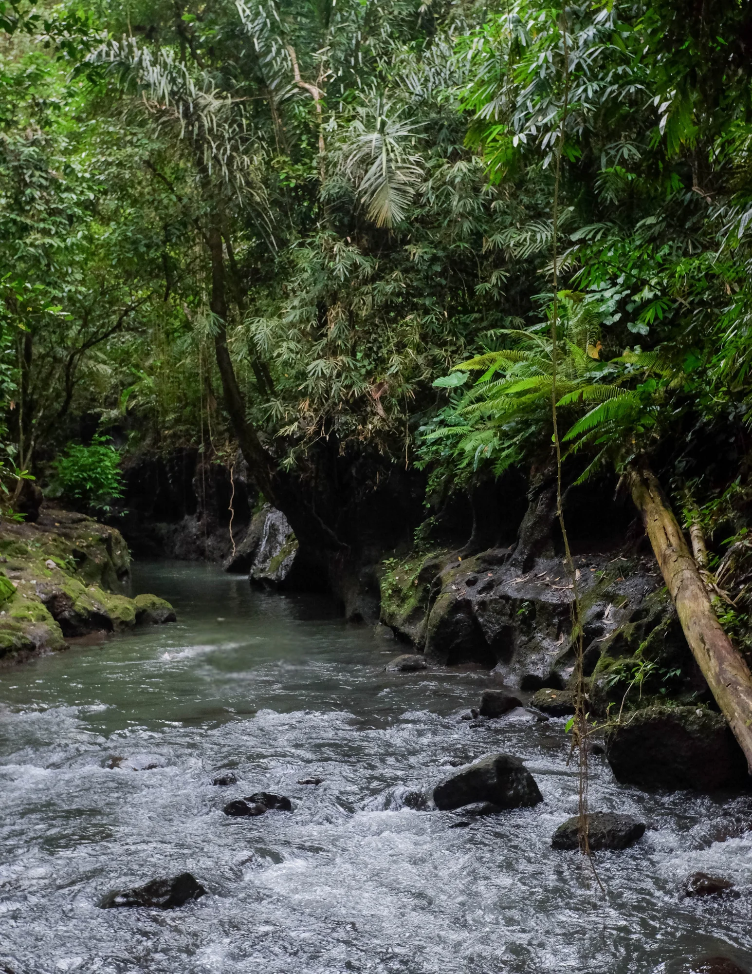 De Jungle Trails à la paix intérieure