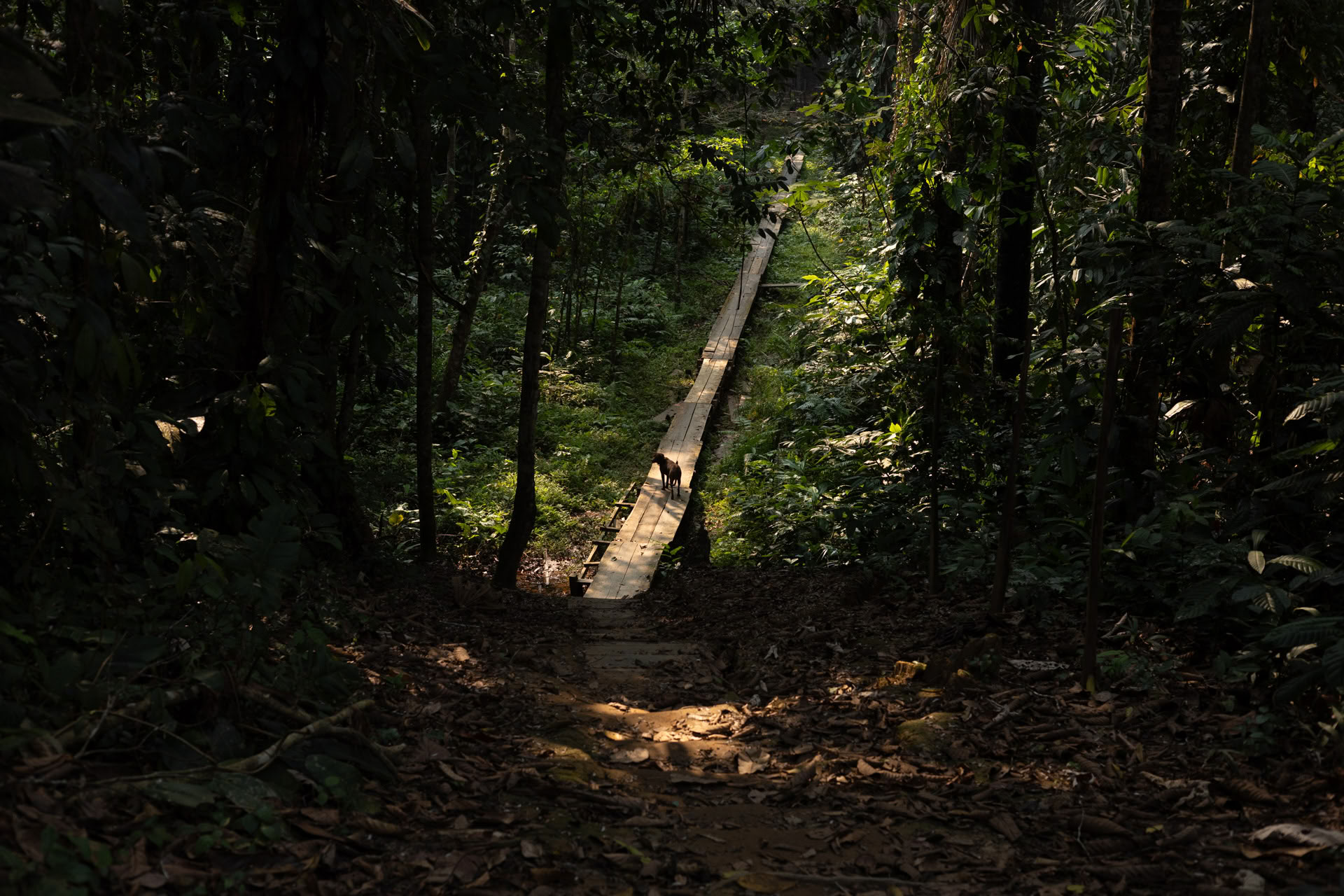 Retraite ouverte à l’ayahuasca