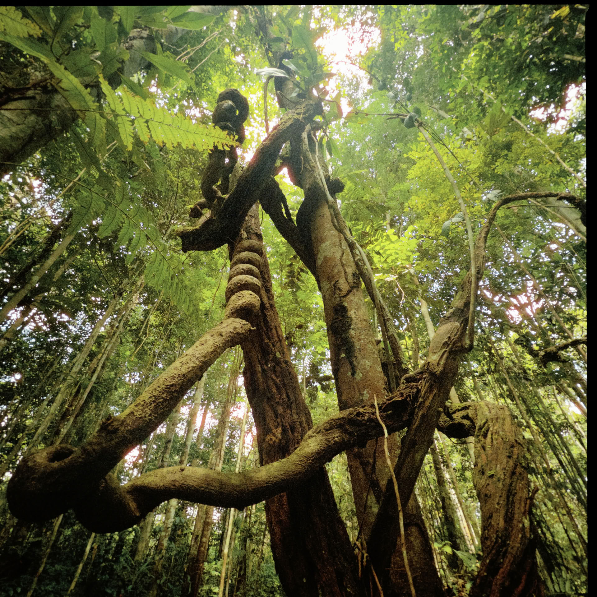 Retraite ouverte à l’ayahuasca