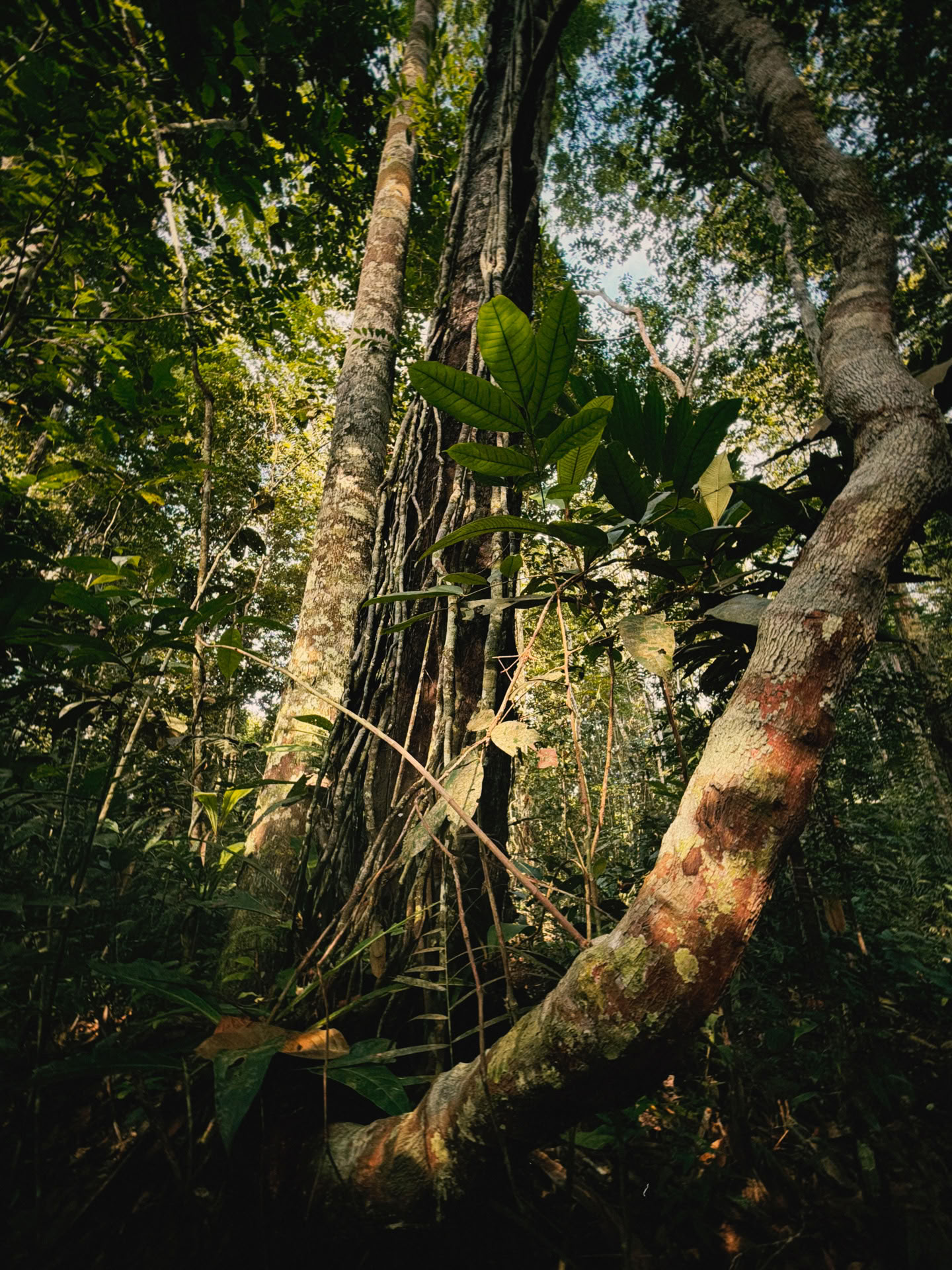 Retraite ouverte à l’ayahuasca