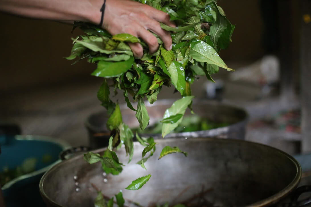Retraite d’Ayahuasca & Dieta des Plantes Maîtresses au Pérou