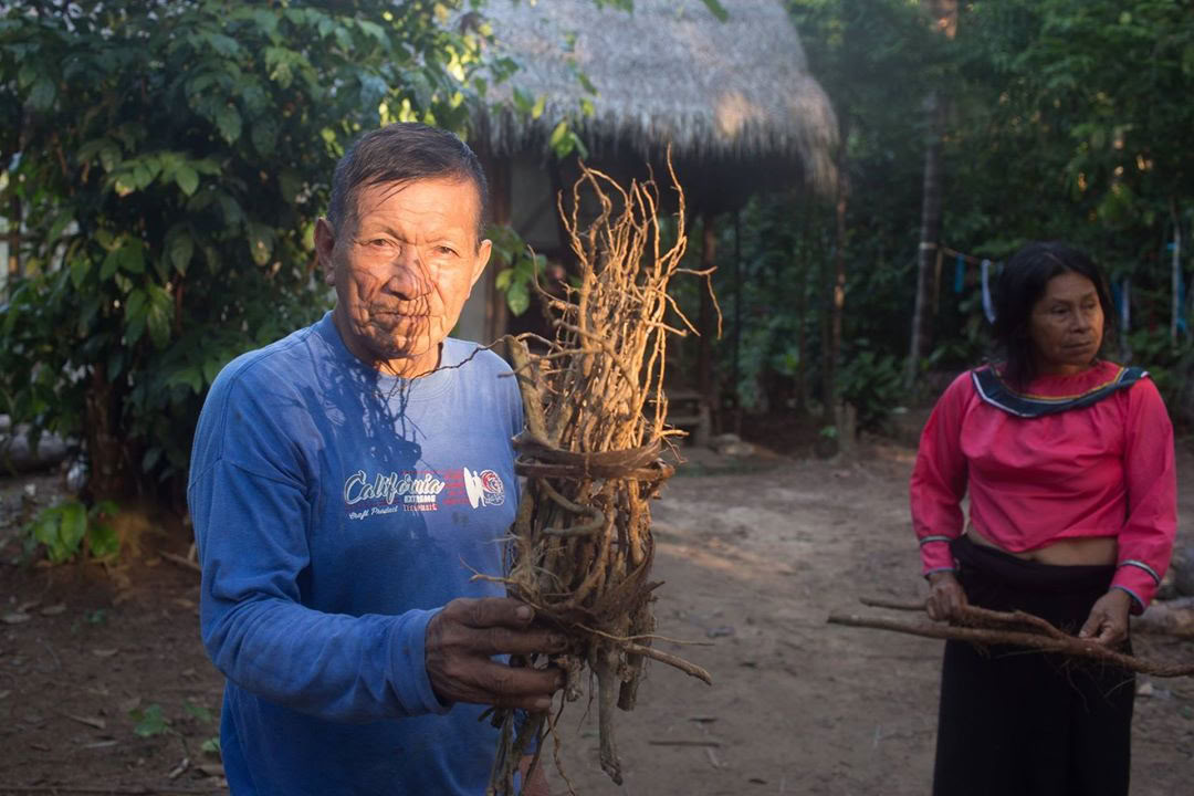 Retraite d’Ayahuasca & Dieta des Plantes Maîtresses au Pérou