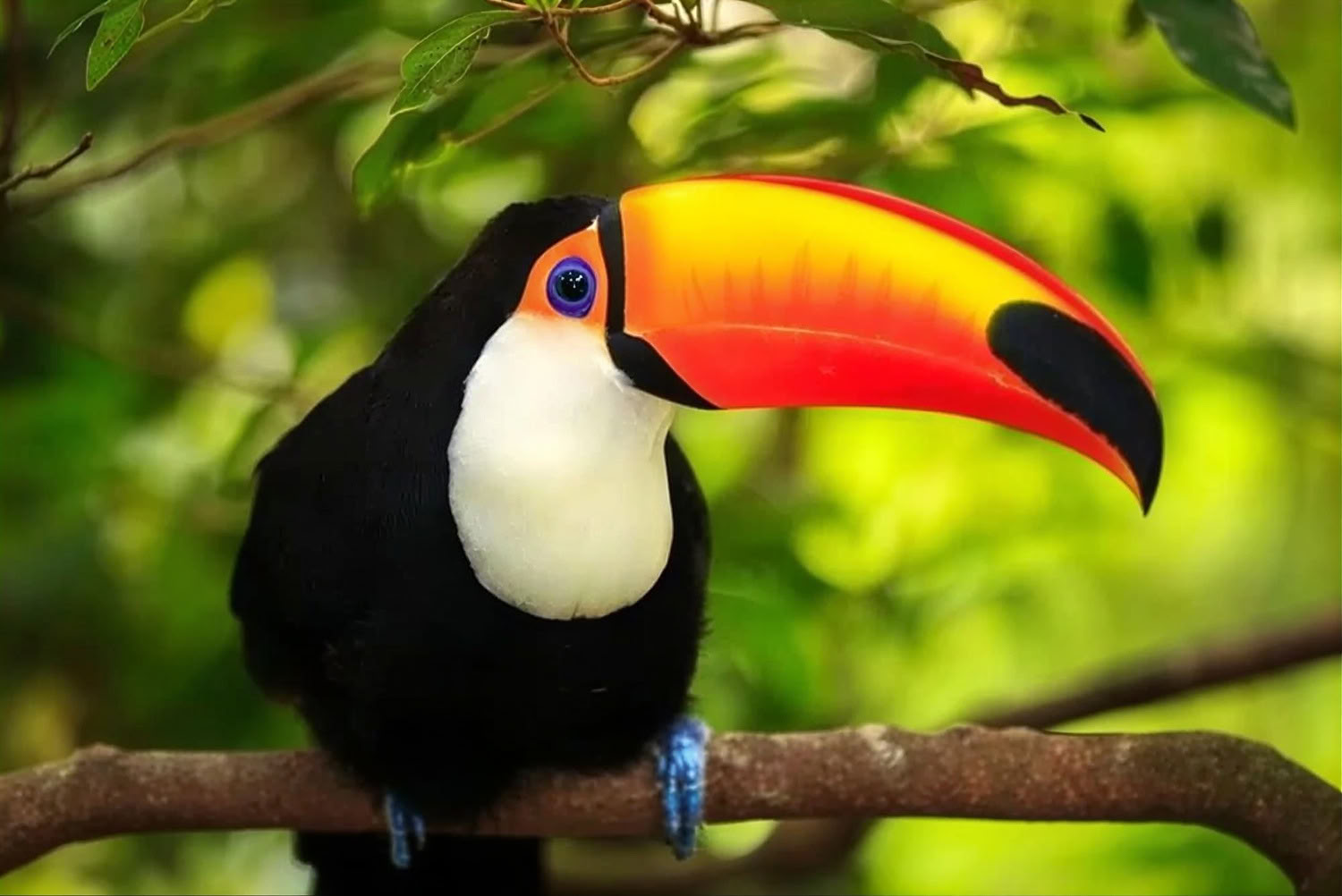 Retraite Ayahuasca