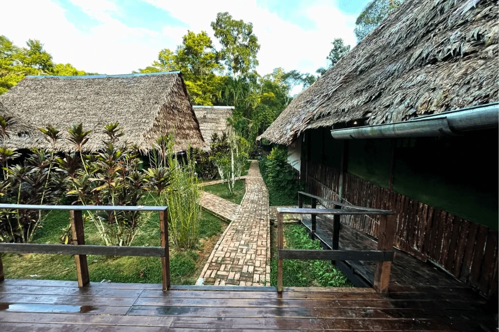 Amazonie - Blue Morpho Lodge 3 ayahuasca & 1 San Pedro