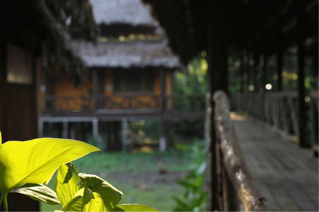 Amazonie - Blue Morpho Lodge 3 ayahuasca & 1 San Pedro