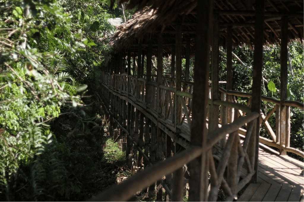 Amazonie - Blue Morpho Lodge 3 ayahuasca & 1 San Pedro