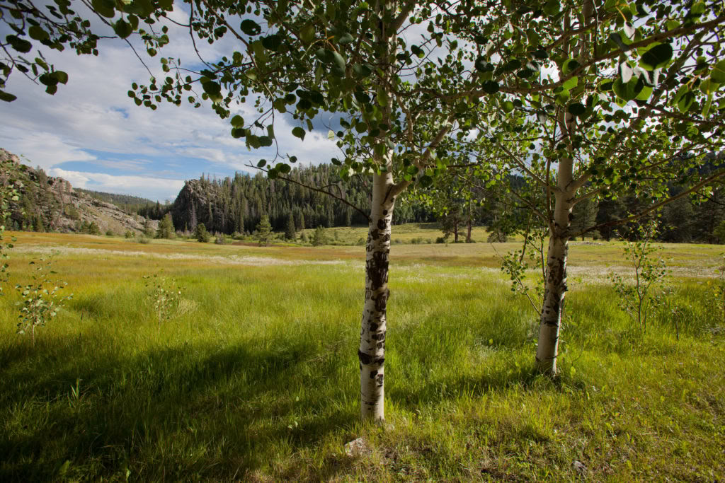 Son sacré, intuition et silence : méditation et musique dans les bois profonds