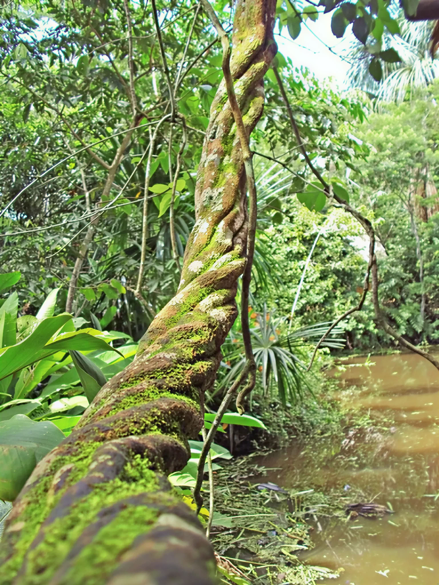 Retraite Ayahuasca Shipibo