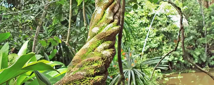 Retraite Ayahuasca Shipibo