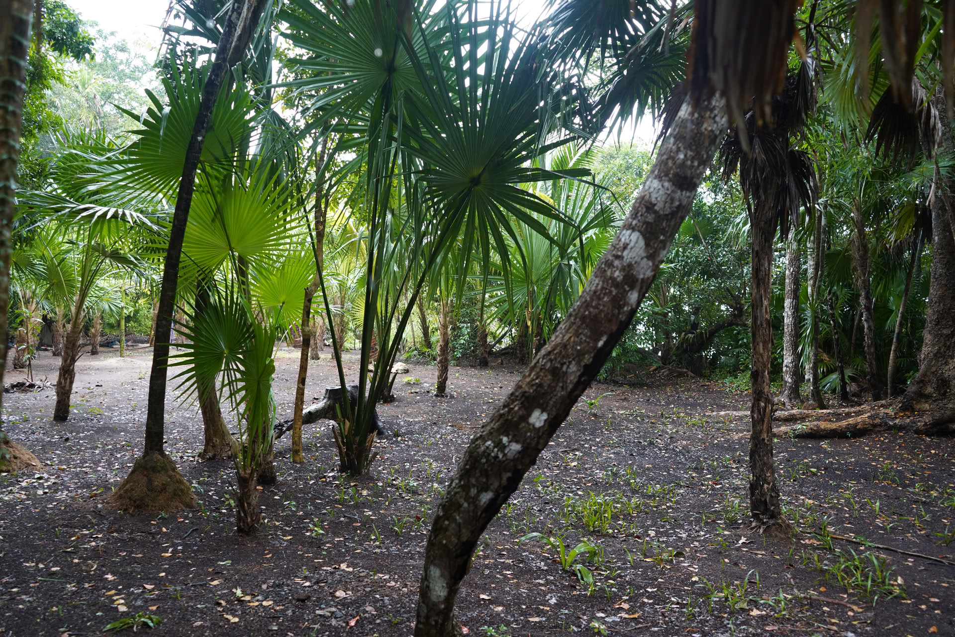 Visite d'intégration vers un cenote privé