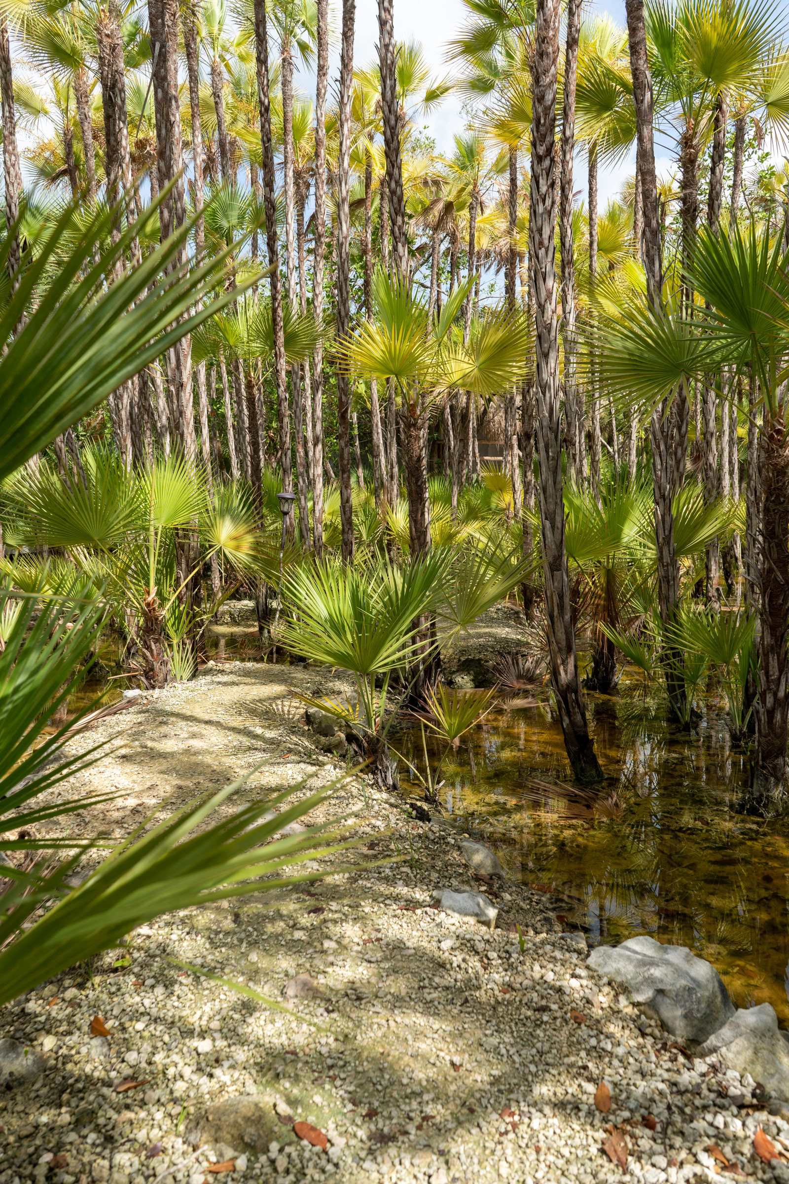 Visite d'intégration vers un cenote privé