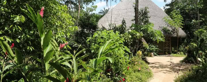 Living In Alignment : retraite de guérison à l'ayahuasca