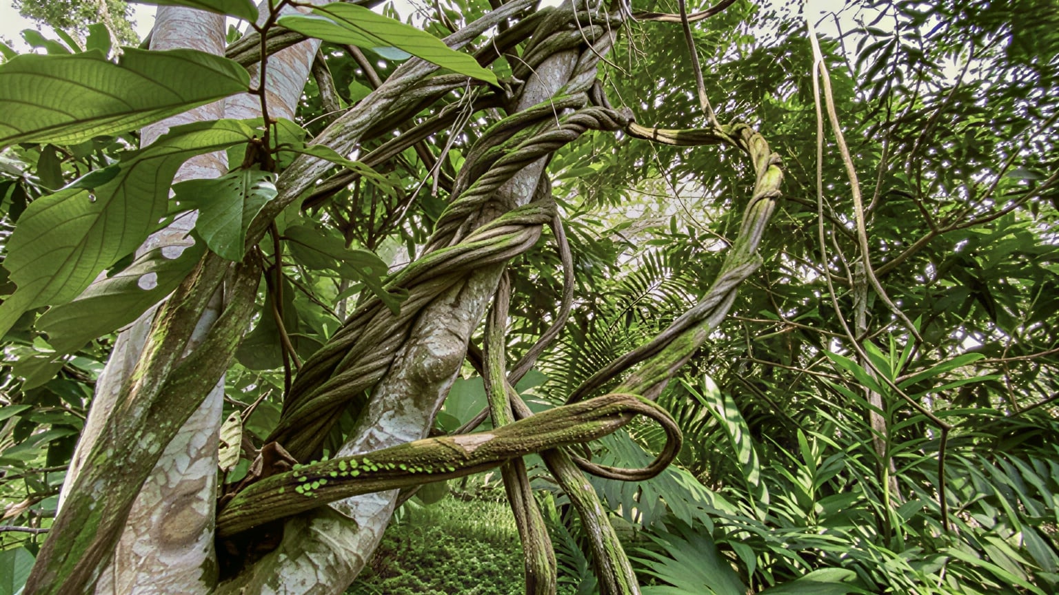 Retraite de guérison à l’ayahuasca pour femmes