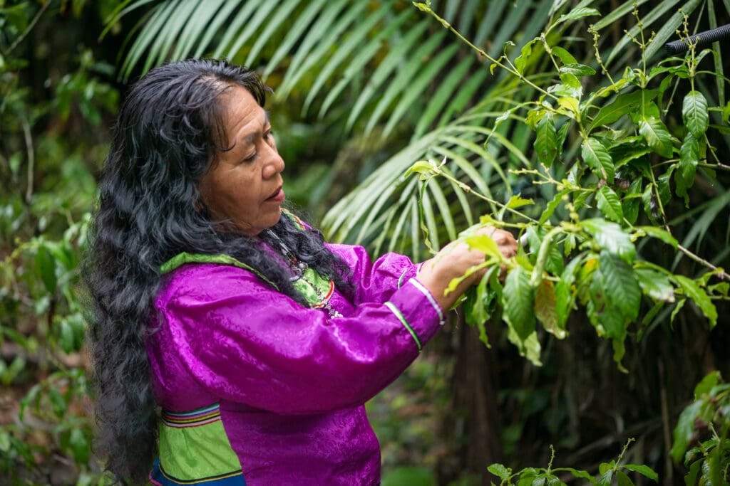 Retraite de guérison à l’ayahuasca pour femmes