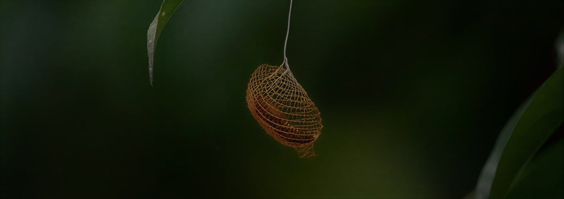 Retraite de guérison à l’ayahuasca pour femmes