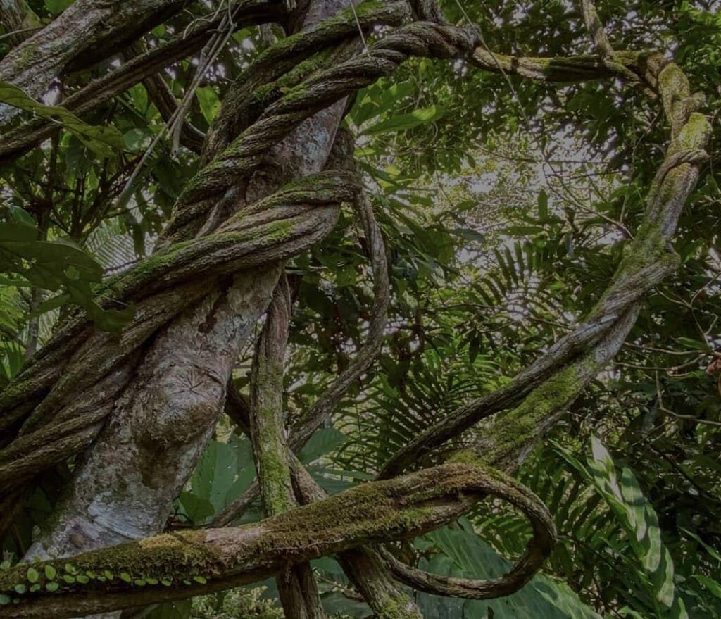 Retraite de guérison à l’ayahuasca pour femmes