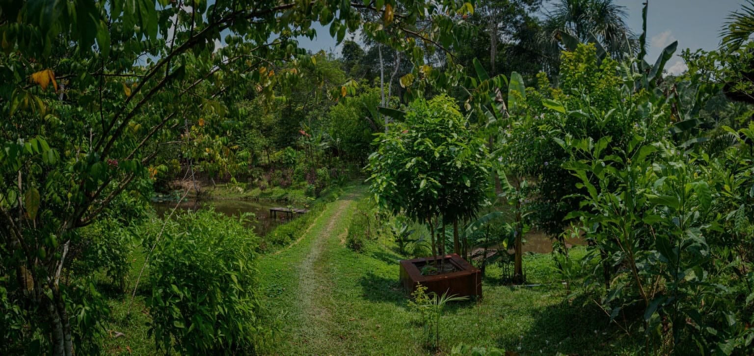 Retraite de guérison à l’ayahuasca pour femmes