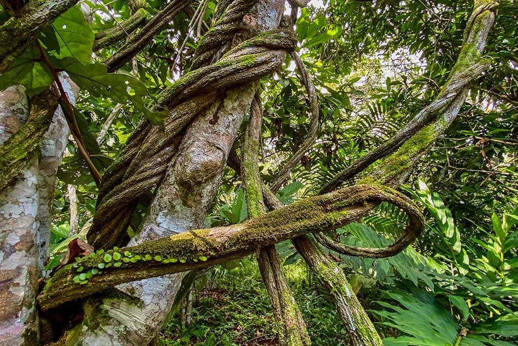Retraite de guérison à l’ayahuasca pour femmes