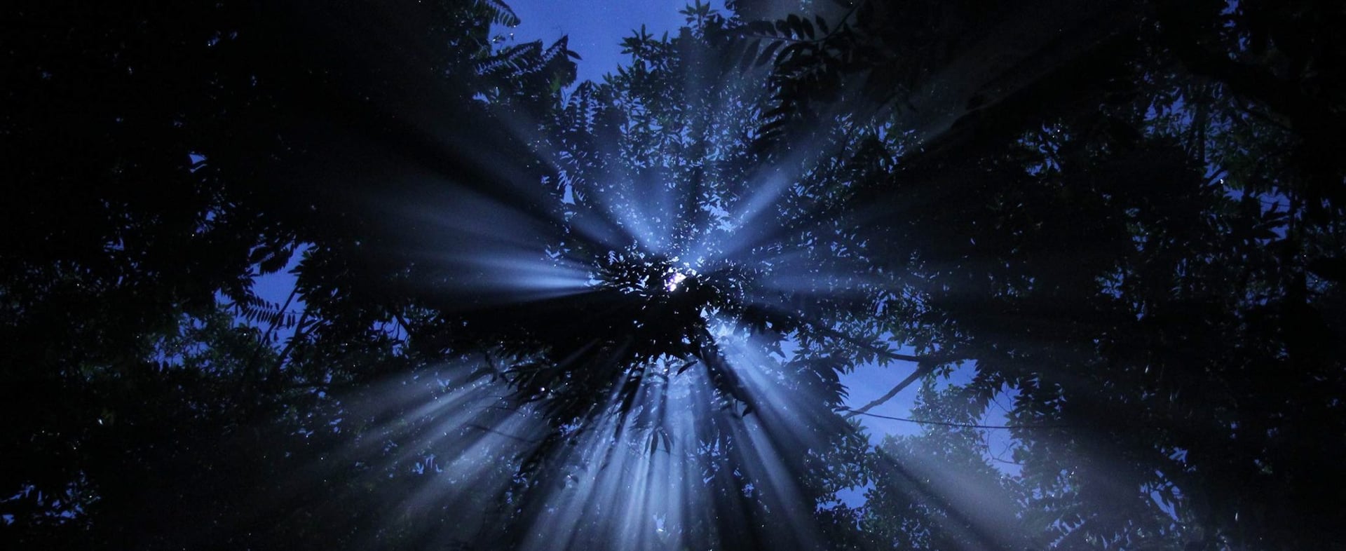 Retraite Ayahuasca 2026 pour les praticiens de santé