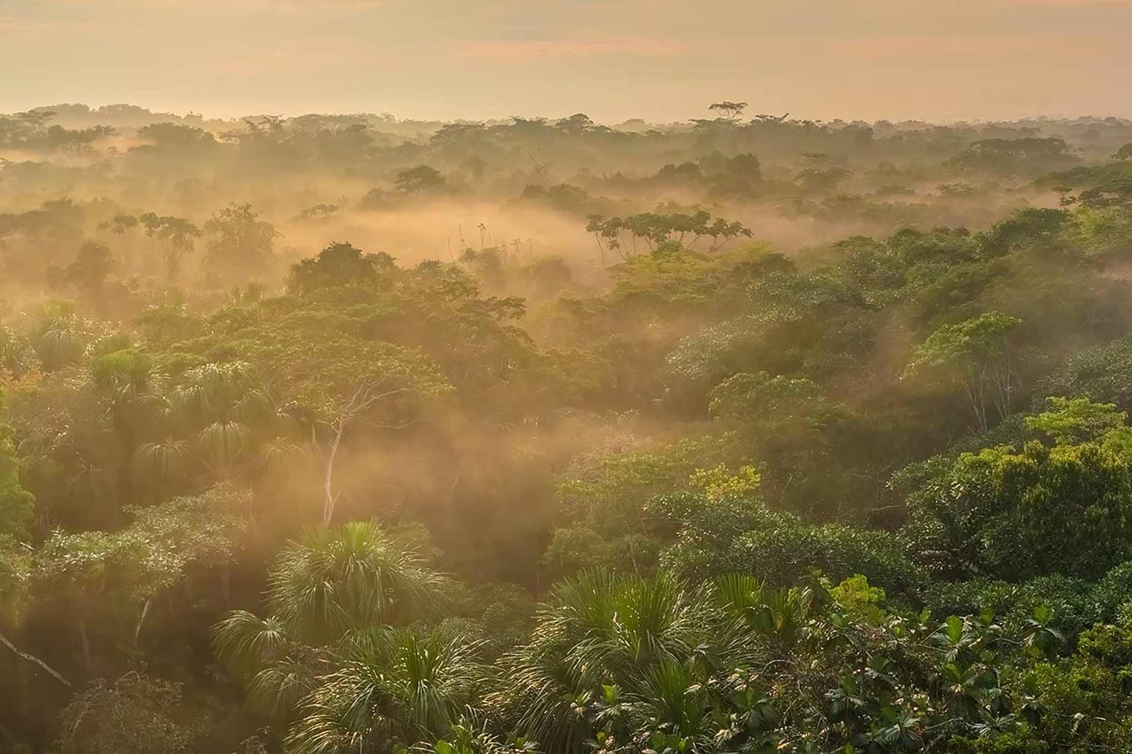 Retraite Ayahuasca 2026 pour les praticiens de santé