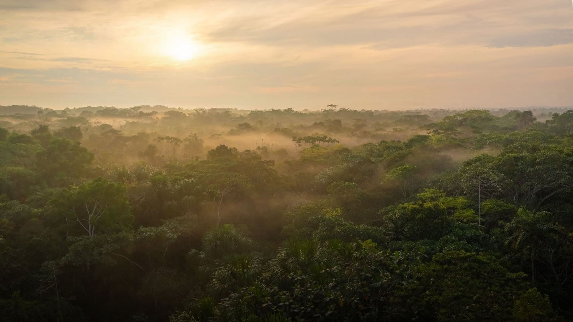 Retraite Ayahuasca 2026 pour les praticiens de santé