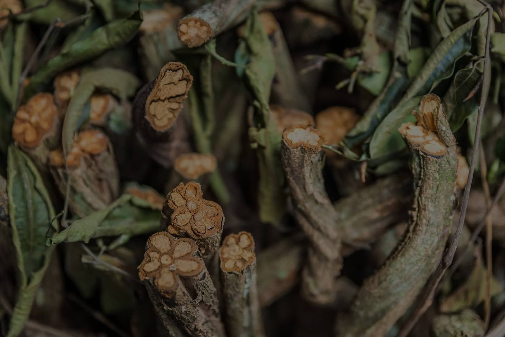 Retraite Ayahuasca 2026 pour les praticiens de santé