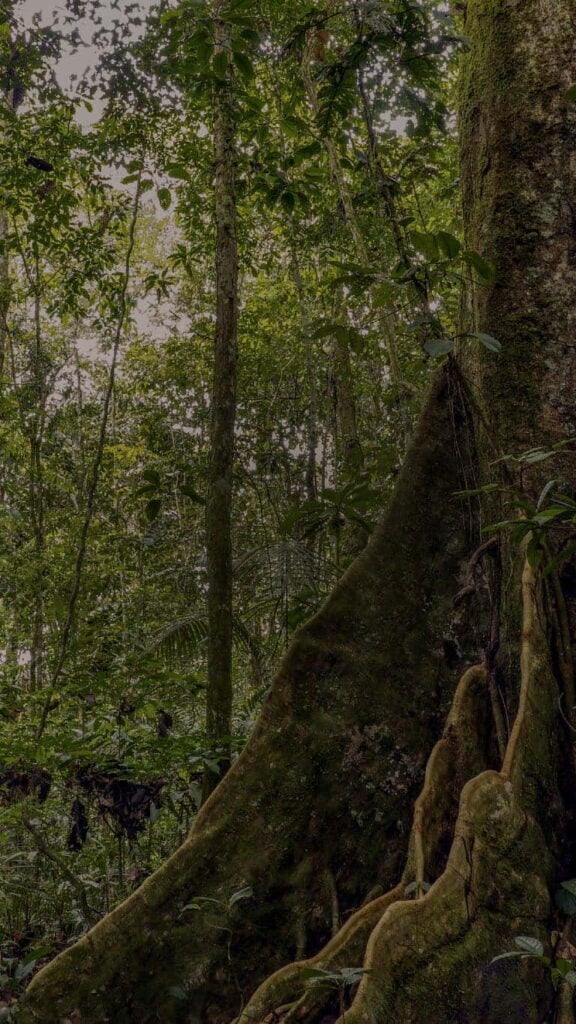 Retraite Ayahuasca 2026 pour les praticiens de santé