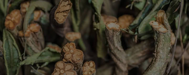 Living in Alignment Retraite de guérison à l'ayahuasca + retraite d'extension d'intégration de 5 jours
