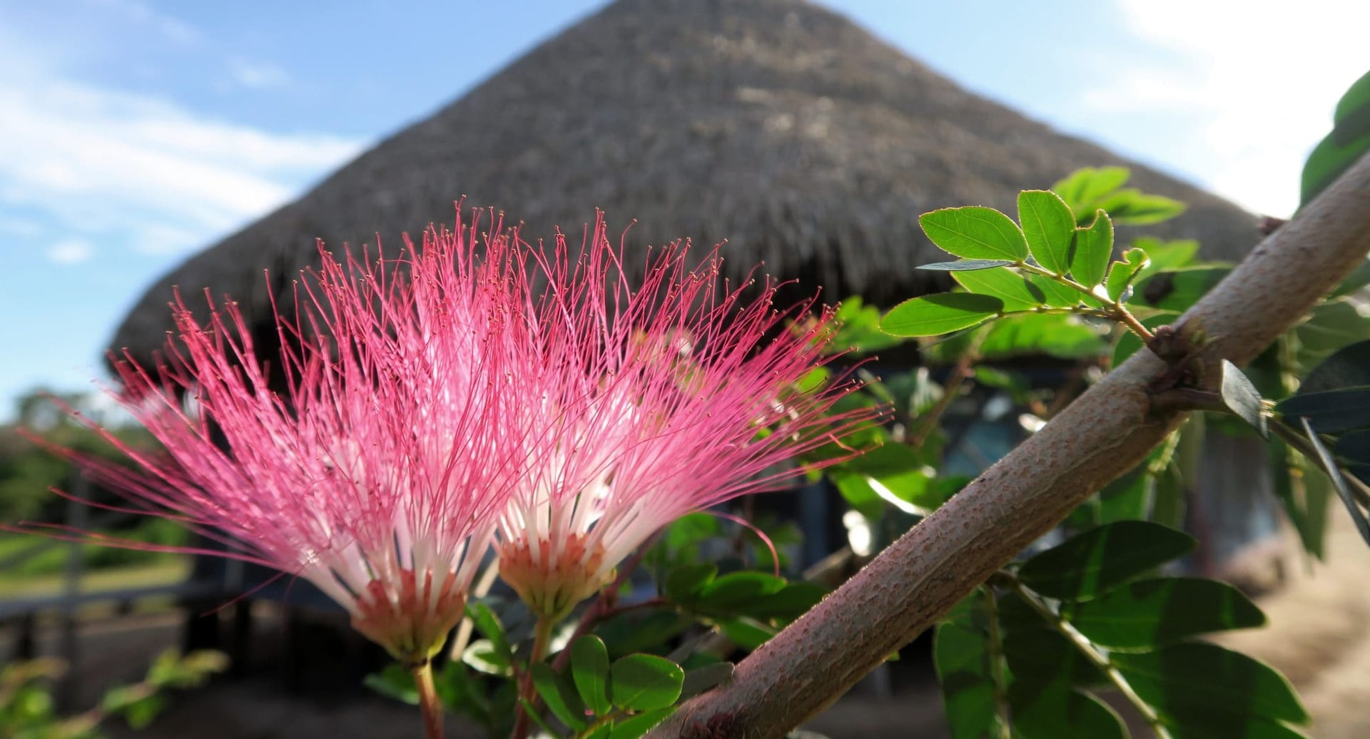 Régimes de plantes traditionnels chez Shipibo Rao