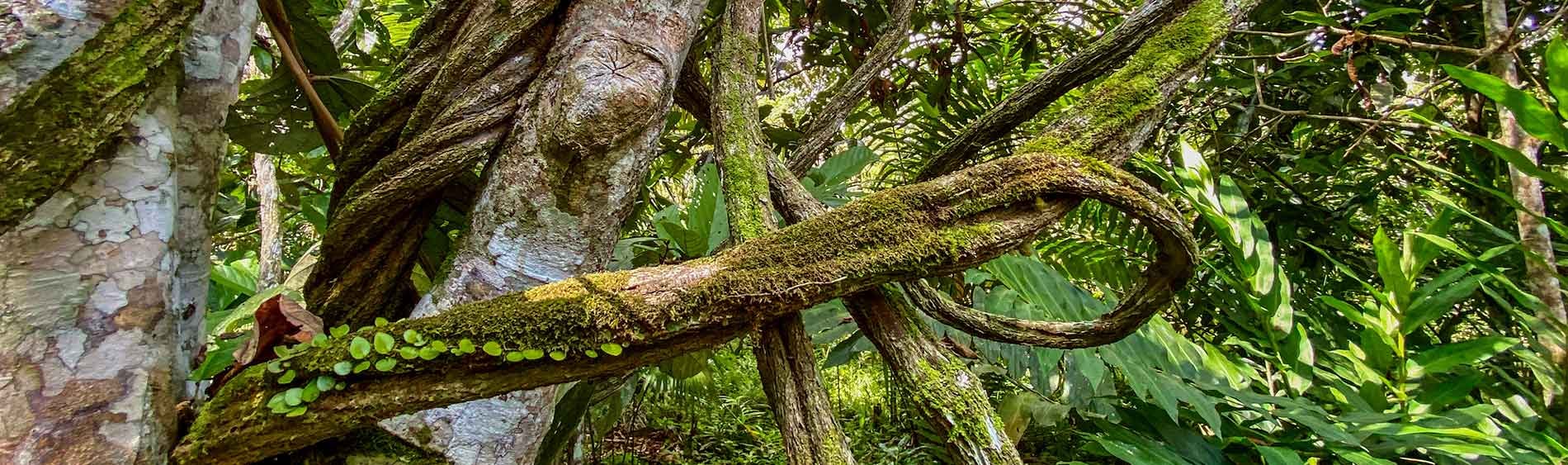 Régimes de plantes traditionnels chez Shipibo Rao