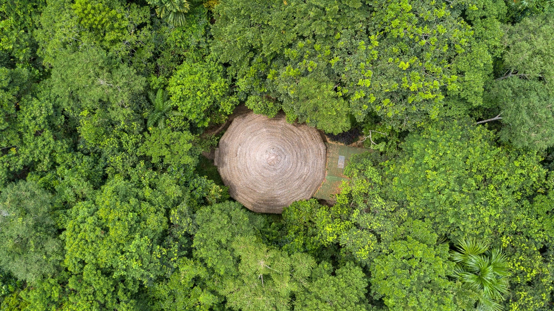 Régimes de plantes traditionnels chez Shipibo Rao