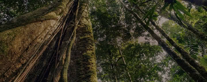 Régimes de plantes traditionnels chez Shipibo Rao