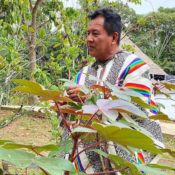 Cours d’initiation à l’ayahuasca de 8 semaines
