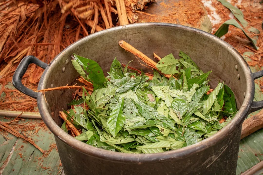 Cérémonie d'Ayahuasca