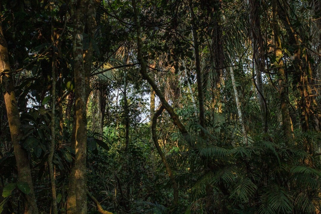 Cérémonie d'Ayahuasca